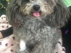 -瑞派宠物医院·24小时骨科·心脏·核磁(哈尔滨南岗店)