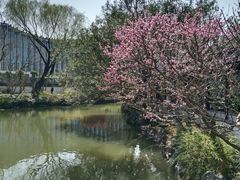 -上海醉白池公园