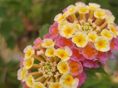 -中国科学院华南植物园
