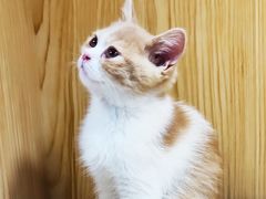 -屋虎猫馆(宝安大仟里店)