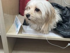 -北京观赏动物医院·24小时大型综合·猫专科·异宠专科