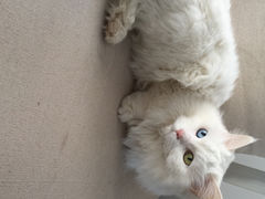 Anne猫窝咖啡屋-Anne猫窝咖啡屋