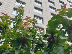 -亮马河饭店翠雅咖啡厅