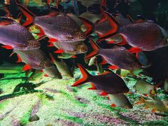 -太平洋海底世界