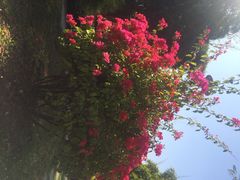 iphone_upload_pic-瑞丽独树成林风景区