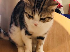 -飞行喵MR PILOT|猫舍·猫咖(静安大融城店)