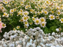 -花邻FloweringLife花艺气球派对(武康大楼店)