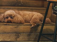 -半坡九号老挝冰咖啡