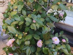 -福照楼汽锅鸡·云南特色菜(万达广场店)
