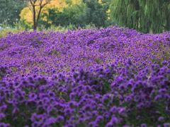 -圆明园遗址公园-藻园门售票处