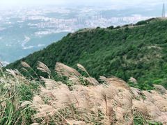 -梧桐山风景名胜区