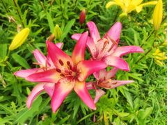 -北京国际鲜花港