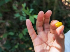 -上海佘山国家森林公园天马山园