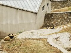 -卧龙中华大熊猫苑神树坪基地