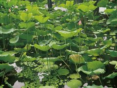 -荔湾湖公园
