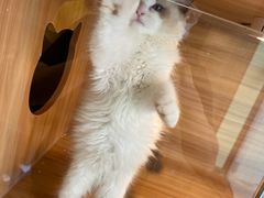 -猫十亿·布偶金渐层·曼基康矮脚猫舍(青年路店)