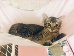 -创凡宠物医院·骨专科  猫科中心(西乡分院)