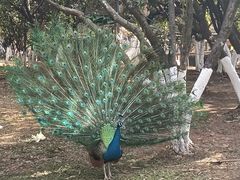 -昆明动物园