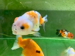 -甜心闲生传统手工冰粉(奎星楼店)