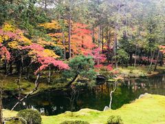 -西芳寺(苔寺)