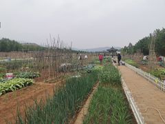 -双新观光采摘园