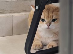-Heymao猫咖.咖啡厅(东门店)