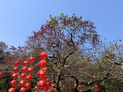 -深圳仙湖植物园