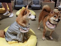 -逗柴咖啡屋·狗咖猫咖宠物桌游