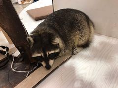 -浣熊柯尔鸭土拨鼠·电玩咖