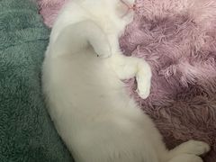 -佳雯宠物医院(金华南路分院)