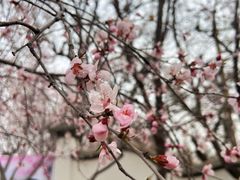 -桃花堤公园