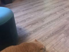 -东方名猫馆·英短金渐层布偶猫舍(环线广场1号楼店)