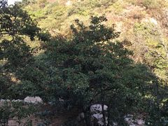 -大岭沟猕猴桃谷风景区