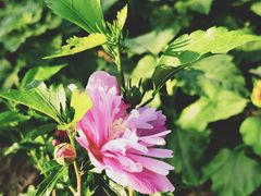 -田园东方蜜桃村的田野营地