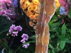 -和禄德冰糖葫芦