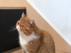 -瞄一喵猫咖(格力海岸店)