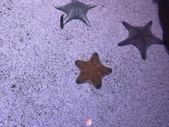 -暹罗海洋世界