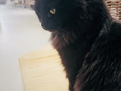 -藏猫猫咖啡主题馆(中央大道店)