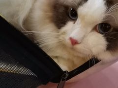 -喵百万·布偶·蓝金金渐层英短·猫舍(百子湾店)