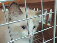 -美美宠物诊疗中心·异宠·骨科(滨江东信分院)
