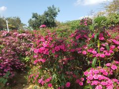 -松山湖梦幻百花洲