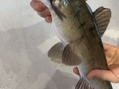 -乡土特色.冷锅鱼.牦牛肉汤锅