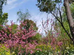 -南汇桃花村