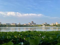 -莲花池公园