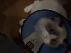 -联合动物医院(光谷诊疗中心)