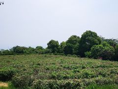 -南京市江宁方山