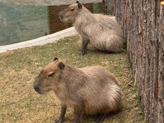 -鄂尔多斯野生动物园