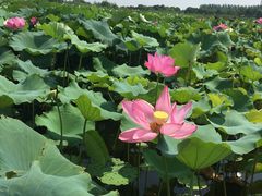 -荷塘月色湿地公园·向阳花洲