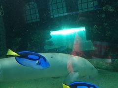 -悉尼海洋生物水族馆