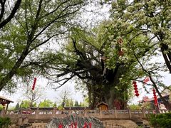 -大槐树寻根祭祖园